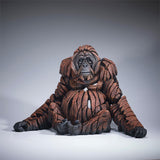Adult Orangutan
