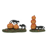 Scary Cats Pumpkins